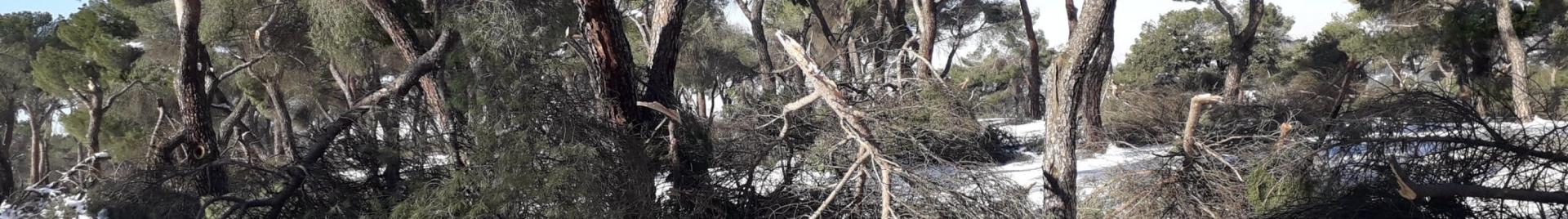 Arbolado dañado en la Casa de Campo