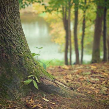 Árbol en el bosque