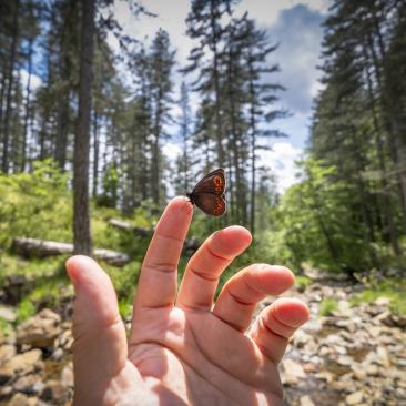 Mariposa sobre mano y bosque de fondo