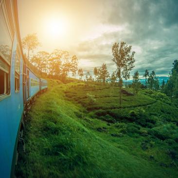 Tren atravesando un camino con árboles