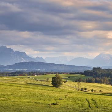 Campo y bosques