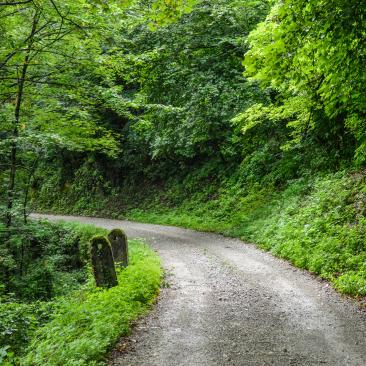 Camino dentro de un bosque